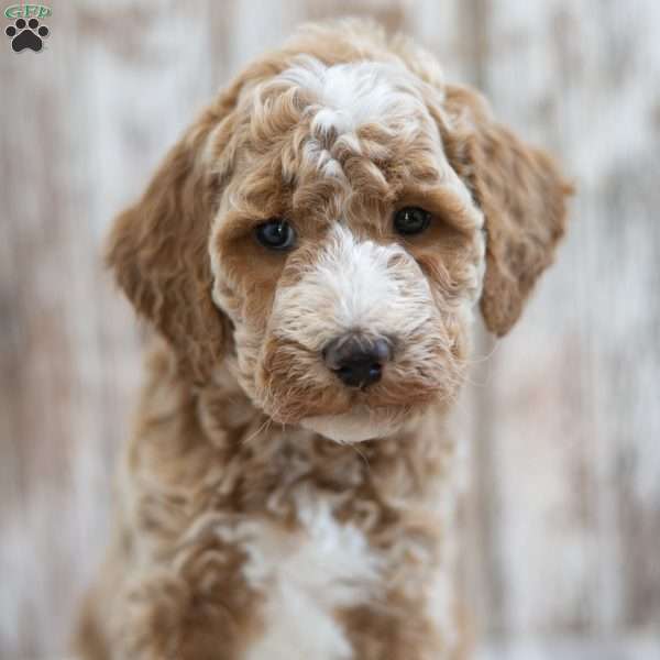 Hector, Mini Labradoodle Puppy